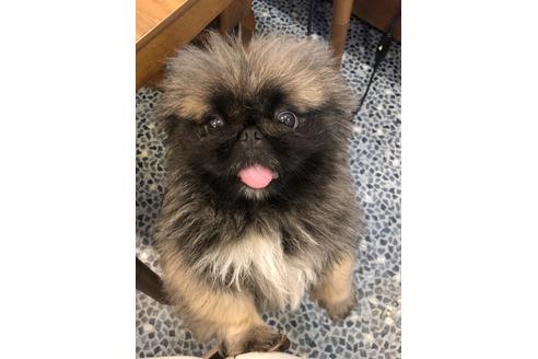 販売中のペキニーズの親犬