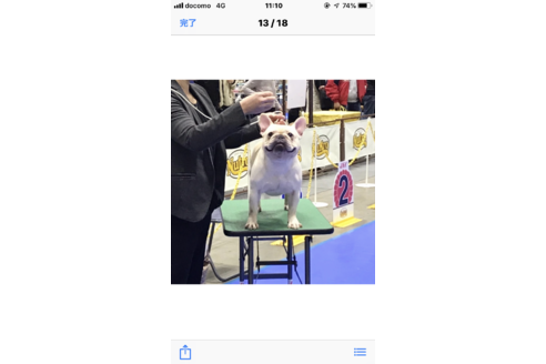販売中のフレンチブルドッグの親犬