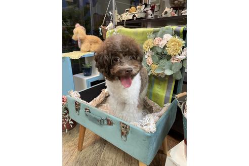 販売中のトイプードルの親犬