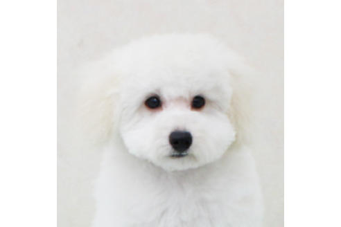 販売中のトイプードルの親犬