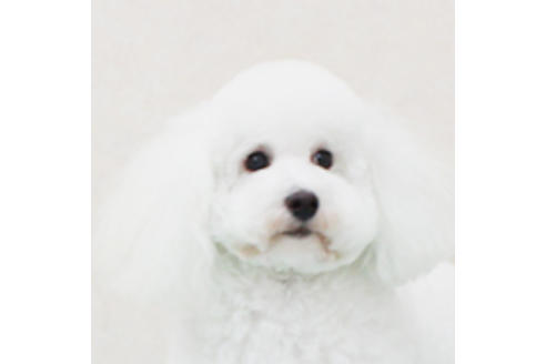 販売中のトイプードルの親犬
