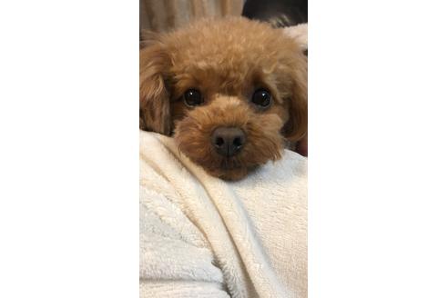 販売中のトイプードルの親犬