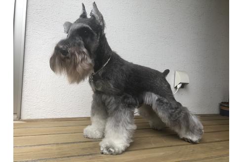 販売中のミニチュアシュナウザーの親犬