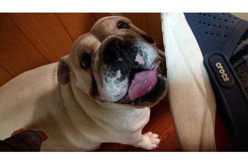 販売中のブルドッグの親犬