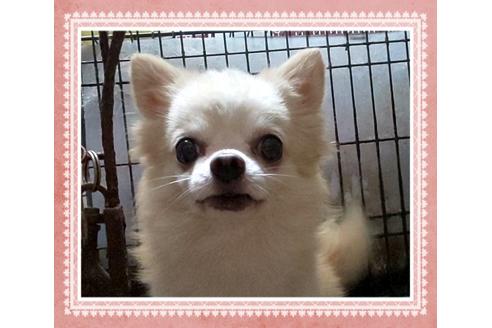 販売中のチワワ(ロングコート)の親犬