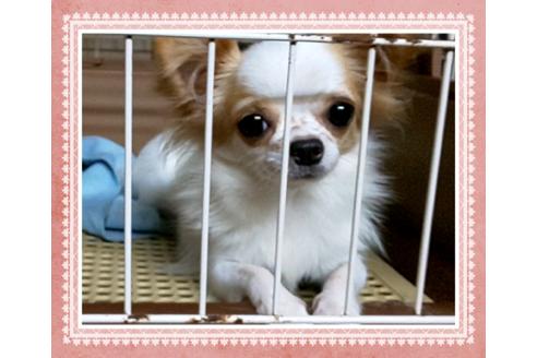 販売中のチワワ(ロングコート)の親犬