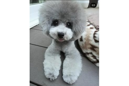 販売中のティーカッププードルの親犬