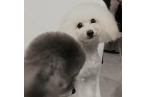 販売中のティーカッププードルの親犬