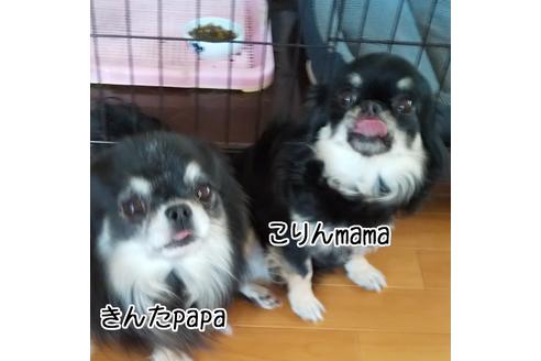 販売中のチワワ(ロングコート)の親犬