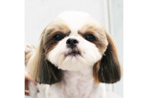 販売中のシーズーの親犬