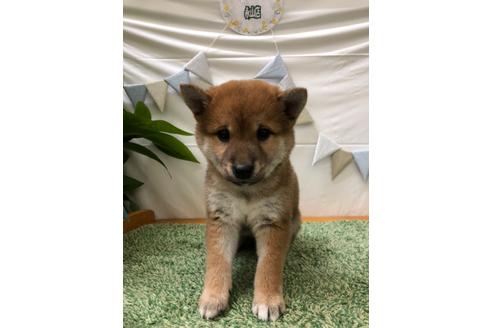 北海道で柴犬の子犬を探す ブリーダーナビ