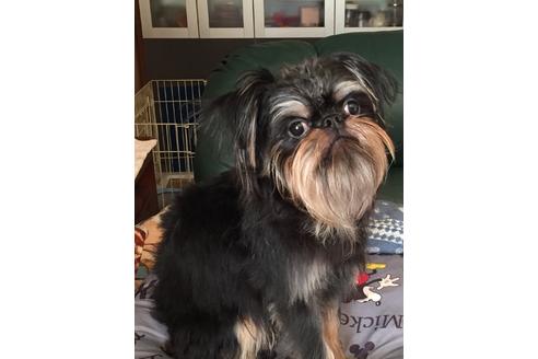 販売中のブリュッセルグリフォンの親犬