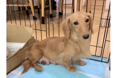 販売中のカニンヘンダックスフンド(ロングヘアード)の親犬