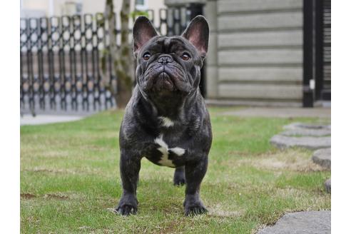 販売中のフレンチブルドッグの親犬