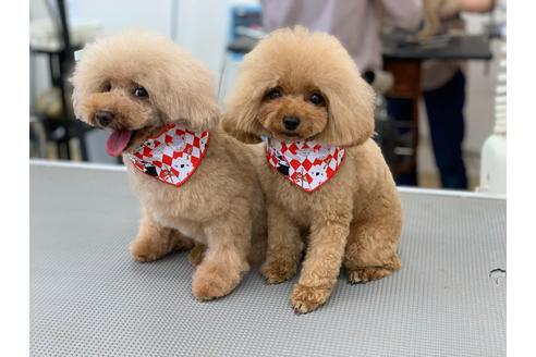 販売中のティーカッププードルの親犬