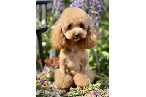 販売中のタイニープードルの親犬