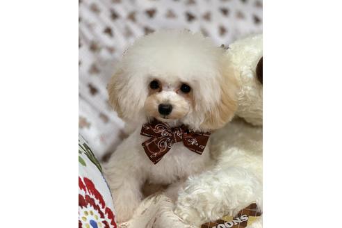 販売中のタイニープードルの親犬