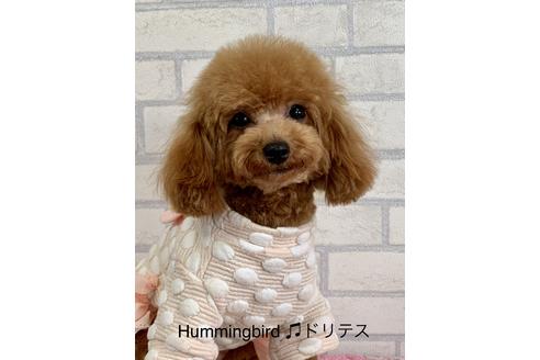 販売中のタイニープードルの親犬