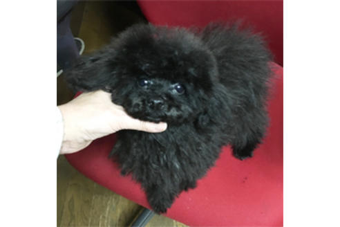 販売中のティーカッププードルの親犬