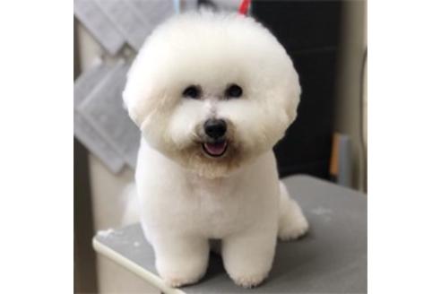 販売中のミックス犬の親犬