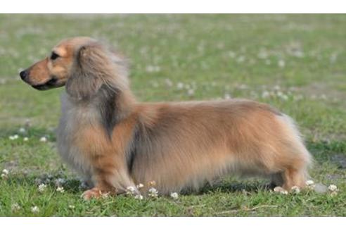 販売中のミニチュアダックスフンド(ロングヘアード)の親犬