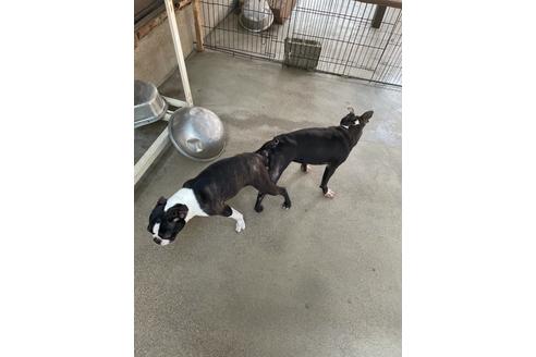 販売中のボストンテリアの親犬