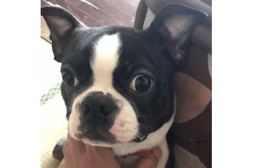 販売中のボストンテリアの親犬