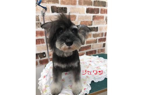 販売中のミニチュアシュナウザーの親犬