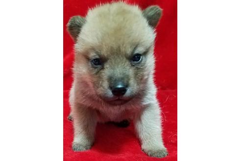 北海道犬の子犬を探す ブリーダーナビ