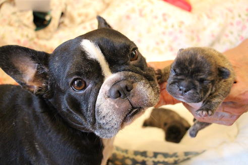 販売中のフレンチブルドッグの親犬