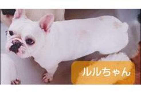 販売中のフレンチブルドッグの親犬