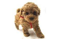 ♀︎マルプー:マルチーズ×トイプードル