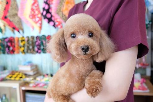 販売中のトイプードルの親犬