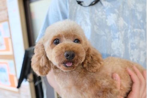 販売中のトイプードルの親犬