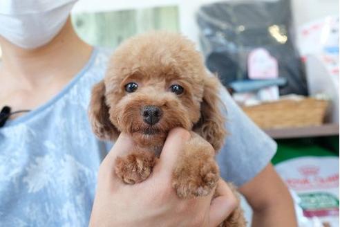 販売中のトイプードルの親犬