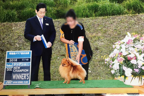 販売中のポメラニアンの親犬