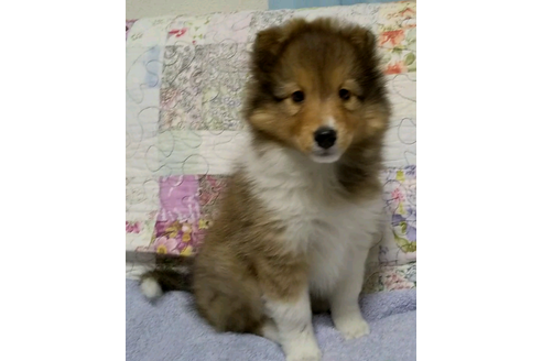宮城県でシェットランドシープドッグ シェルティ の子犬を探す ブリーダーナビ