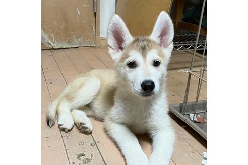 京都府のミックス犬 女の子 21 03 28生まれ ハスキー Wシェパード 女の子 子犬id ブリーダーナビ