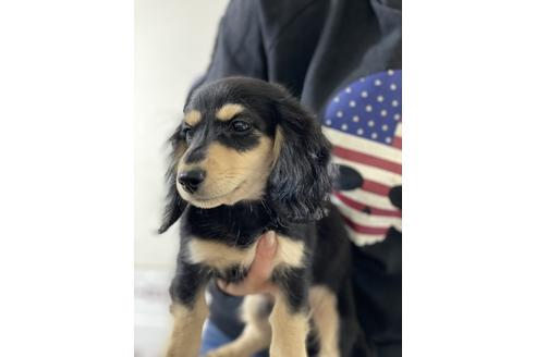 販売中のチワックス:チワワ×ミニチュアダックスフンドの親犬