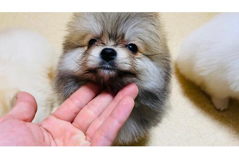 北海道のポメラニアン 男の子 21 03 23生まれ 白くてふわふわでコロコロ 子犬id ブリーダーナビ