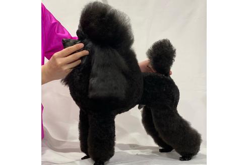 販売中のタイニープードルの親犬