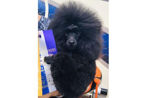 販売中のティーカッププードルの親犬