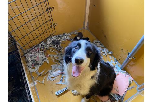 販売中のボーダーコリーの親犬