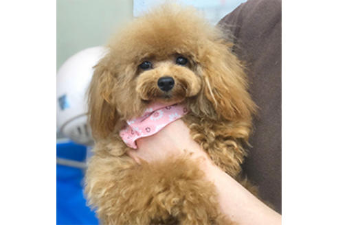 販売中のタイニープードルの親犬