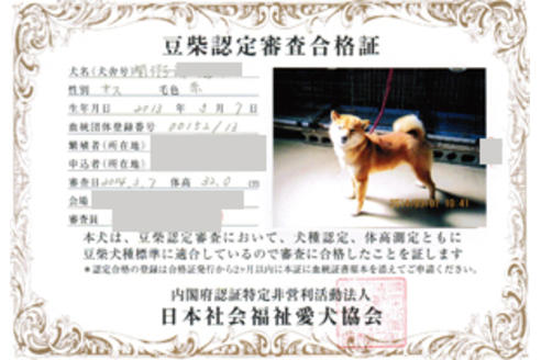 販売中の豆柴の親犬