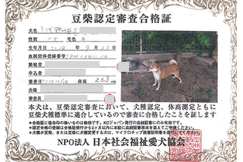 販売中の豆柴の親犬