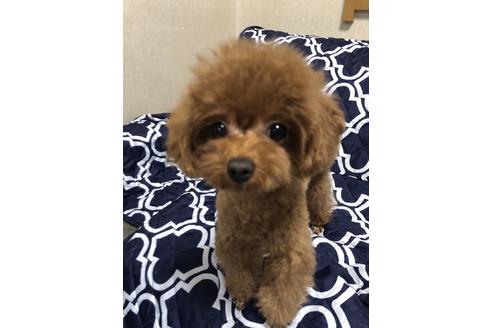 販売中のタイニープードルの親犬