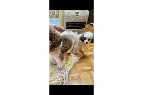 販売中のトイプードルの親犬