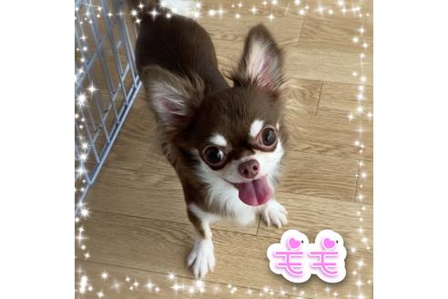 販売中のチワワ(ロングコート)の親犬