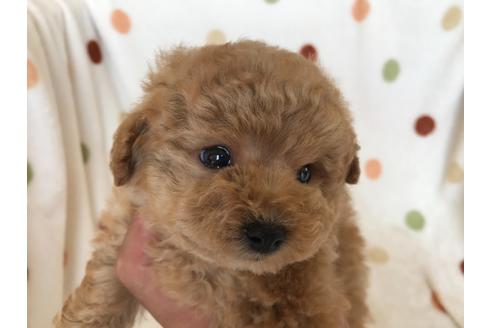 岐阜県でトイプードルの子犬を探す ブリーダーナビ 岐阜県でトイプードルの子犬を探す ブリーダーナビ